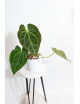 Anthurium besseae aff x dressleri x crystallinum
