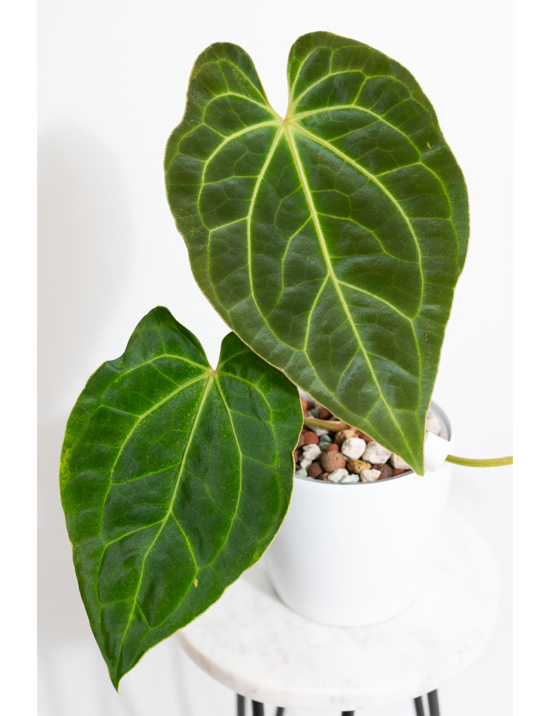 Anthurium besseae aff x dressleri x crystallinum