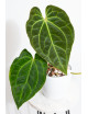 Anthurium besseae aff x dressleri x crystallinum