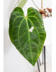 Anthurium besseae aff x dressleri x crystallinum