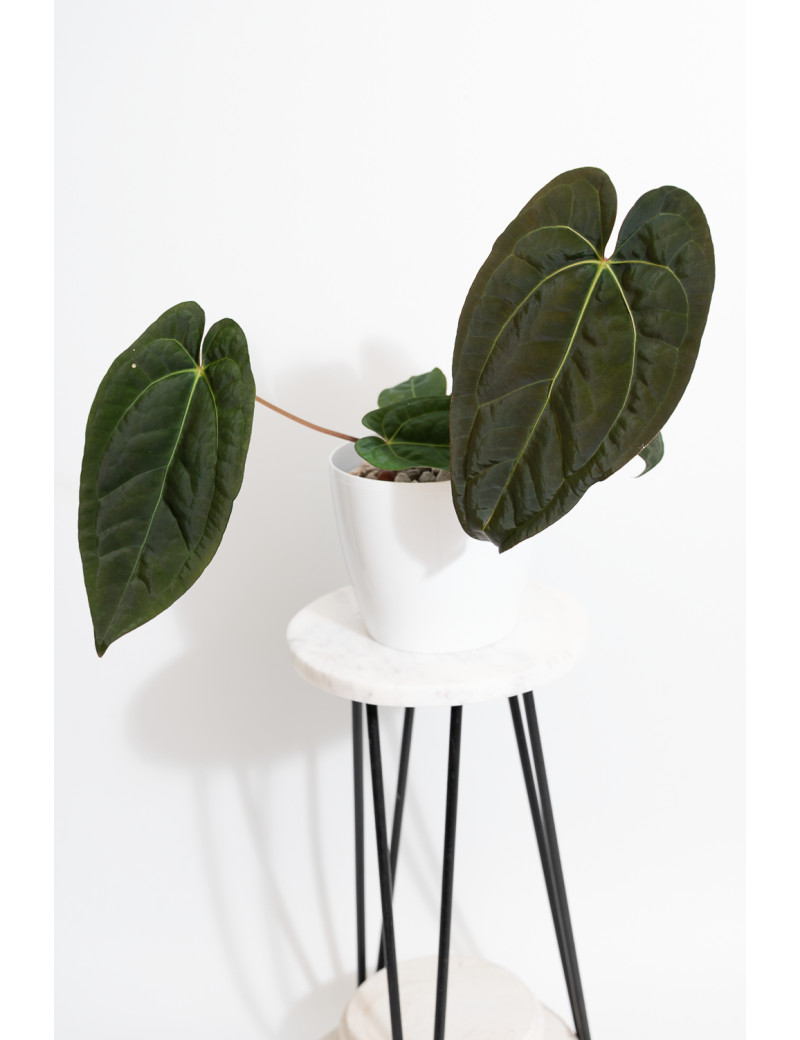 Anthurium Zara x (Michelle x Zara)) x papillilaminum