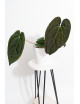 Anthurium Zara x (Michelle x Zara)) x papillilaminum