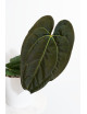 Anthurium Zara x (Michelle x Zara)) x papillilaminum