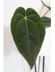 Anthurium Zara x (Michelle x Zara)) x papillilaminum