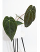Anthurium Zara x (Michelle x Zara)) x papillilaminum
