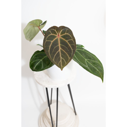 Anthurium magnificum DF x...