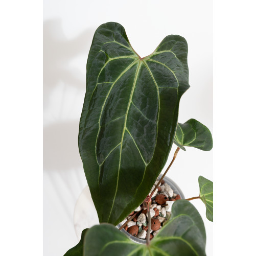 Anthurium (papillilaminum x...