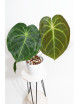 Anthurium magnificum x forgetii DF