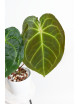 Anthurium magnificum x forgetii DF