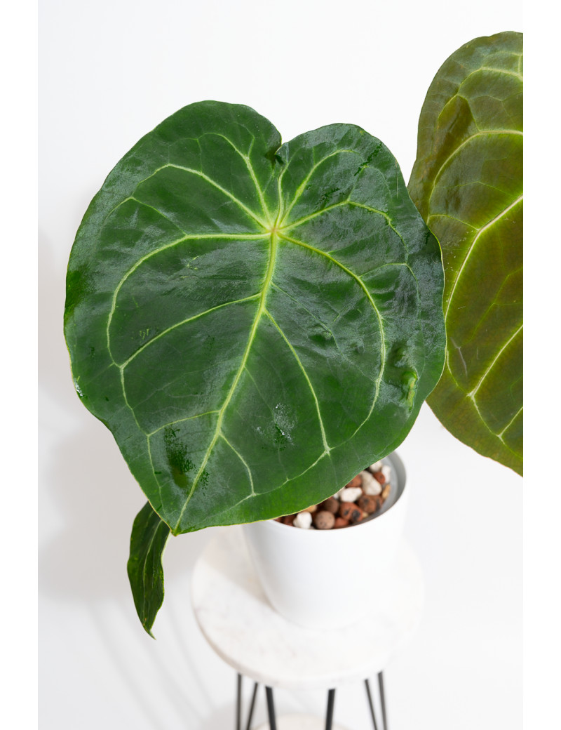 Anthurium magnificum x forgetii DF