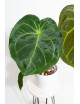 Anthurium magnificum x forgetii DF