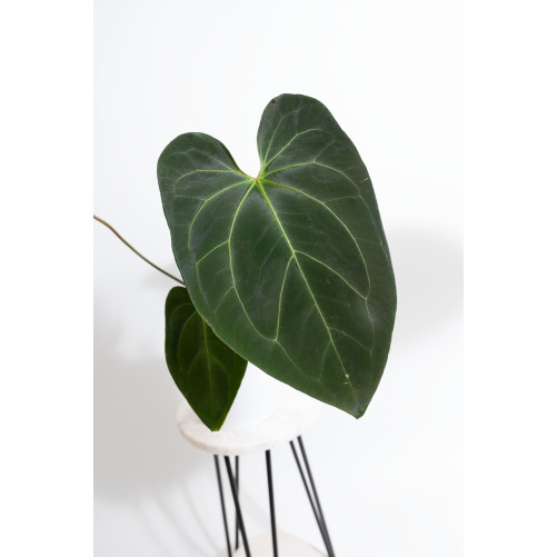 Anthurium Indo Portillae x...