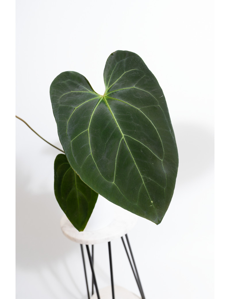 Anthurium Indo Portillae x KOSx x besseae aff