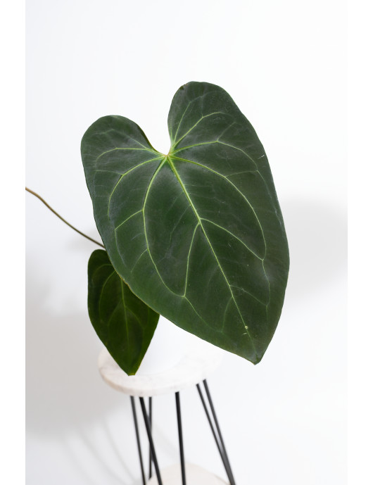 Anthurium Indo Portillae x...