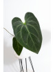 Anthurium Indo Portillae x KOSx x besseae aff