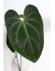 Anthurium Indo Portillae x KOSx x besseae aff