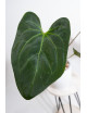 Anthurium Indo Portillae x KOSx x besseae aff