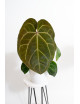 Anthurium (dressleri x crystallinum) x Michelle