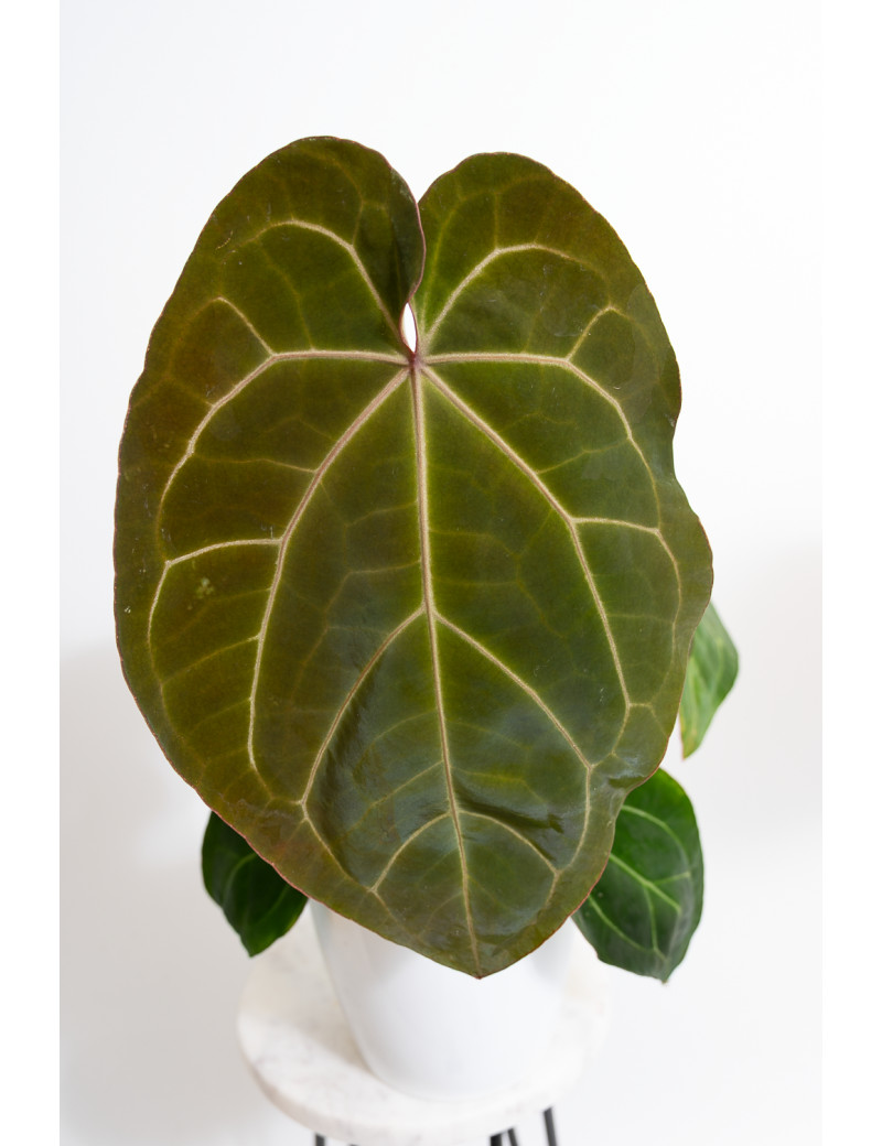 Anthurium (dressleri x crystallinum) x Michelle