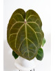 Anthurium (dressleri x crystallinum) x Michelle