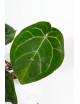 Anthurium (dressleri x crystallinum) x Michelle