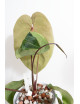 Anthurium (dressleri x crystallinum) x Michelle