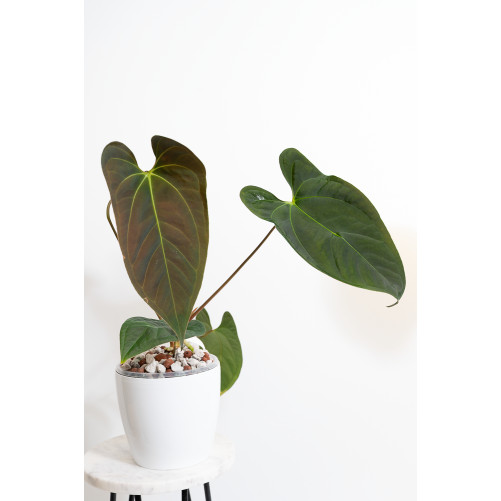 Anthurium crystallinum x...