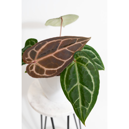 Anthurium (Zara x (Michelle...