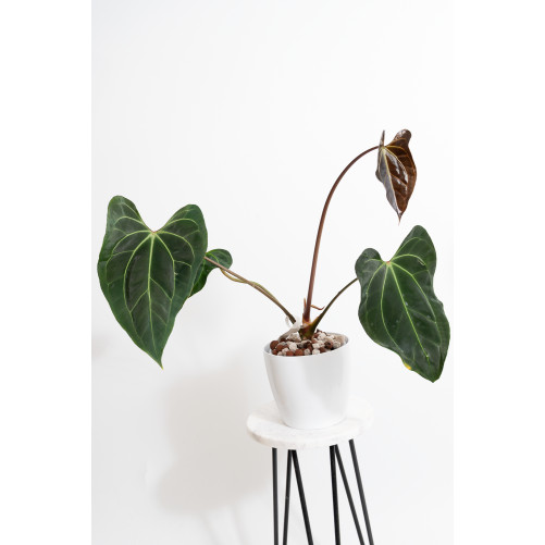 Anthurium (papillilaminum x...
