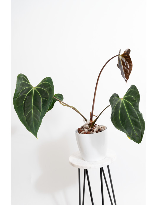 Anthurium (papillilaminum x magnificum) x KOSx x besseae aff