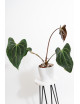 Anthurium (papillilaminum x magnificum) x KOSx x besseae aff