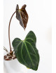 Anthurium (papillilaminum x magnificum) x KOSx x besseae aff