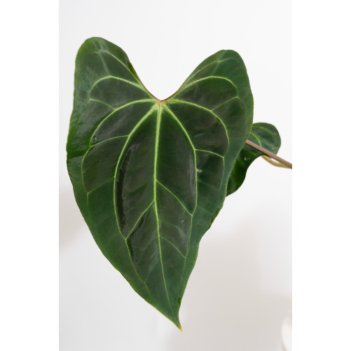 Anthurium (papillilaminum x magnificum) x KOSx x besseae aff