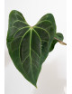 Anthurium (papillilaminum x magnificum) x KOSx x besseae aff