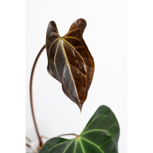 Anthurium (papillilaminum x magnificum) x KOSx x besseae aff