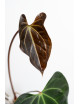 Anthurium (papillilaminum x magnificum) x KOSx x besseae aff