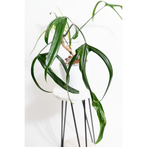 Philodendron paloraense