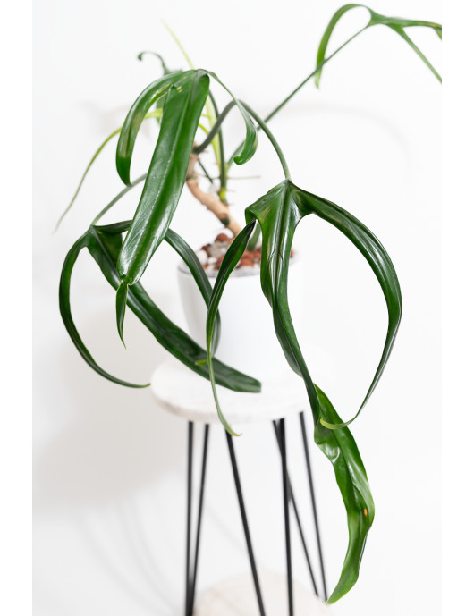 Philodendron paloraense