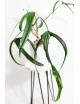 Philodendron paloraense