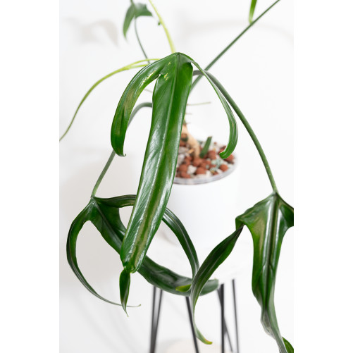 Philodendron paloraense