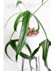 Philodendron paloraense
