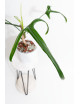 Philodendron paloraense