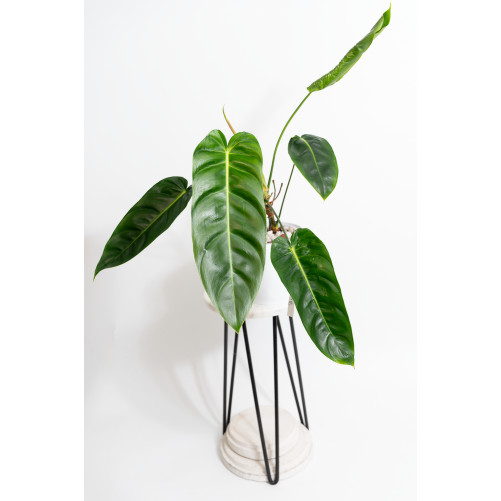 Philodendron green sky...