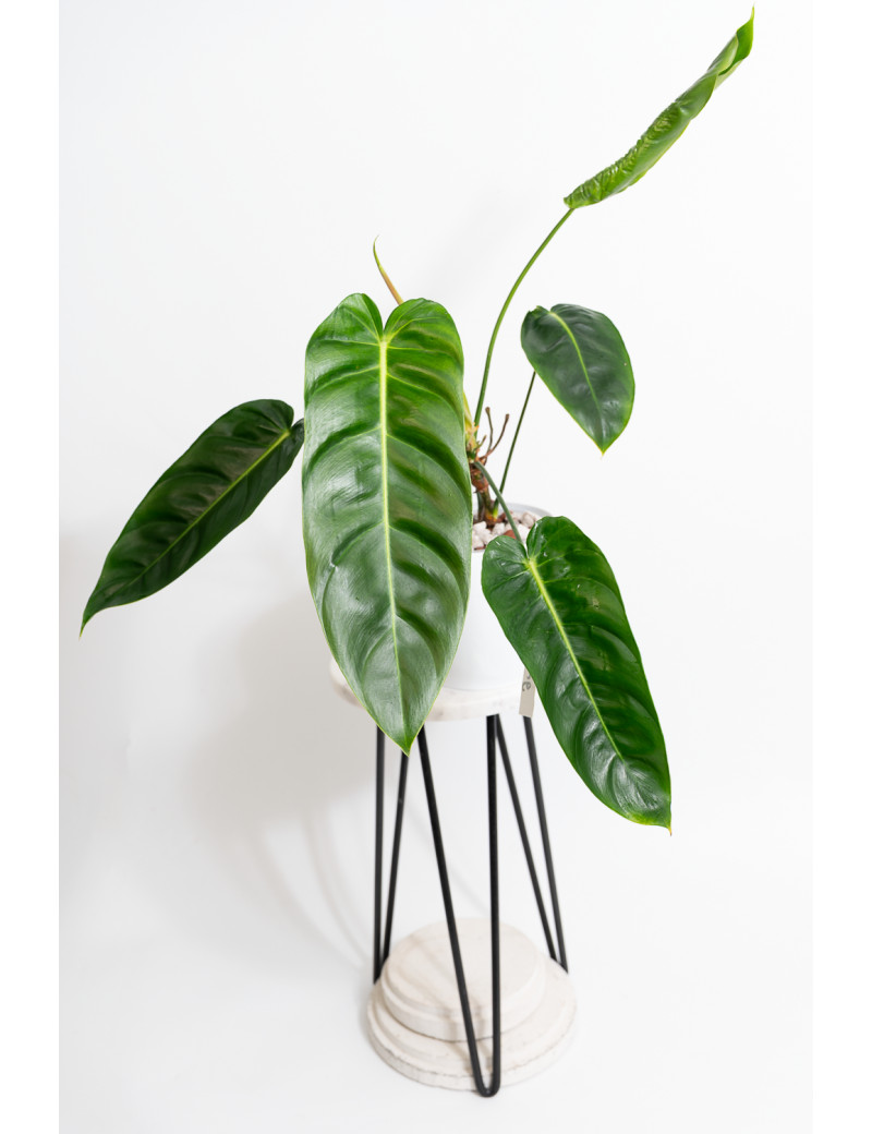 Philodendron green sky (patriciae x esmeraldense)