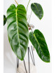 Philodendron green sky (patriciae x esmeraldense)