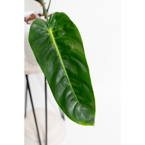 Philodendron green sky (patriciae x esmeraldense)