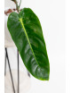 Philodendron green sky (patriciae x esmeraldense)