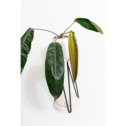 Philodendron patriciae
