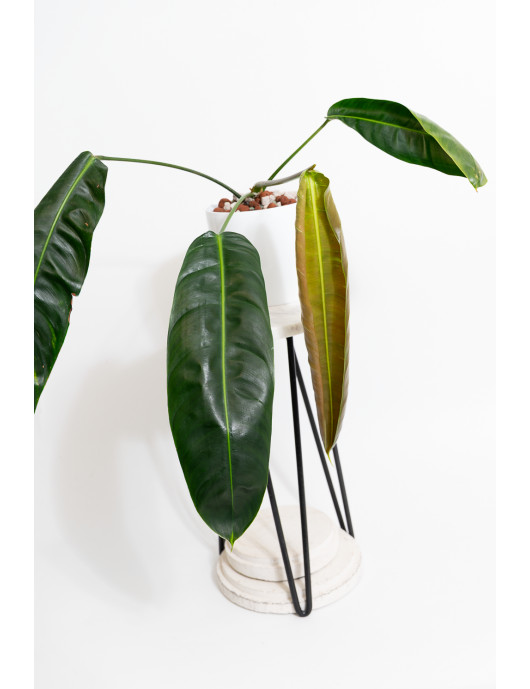 Philodendron patriciae