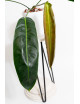 Philodendron patriciae
